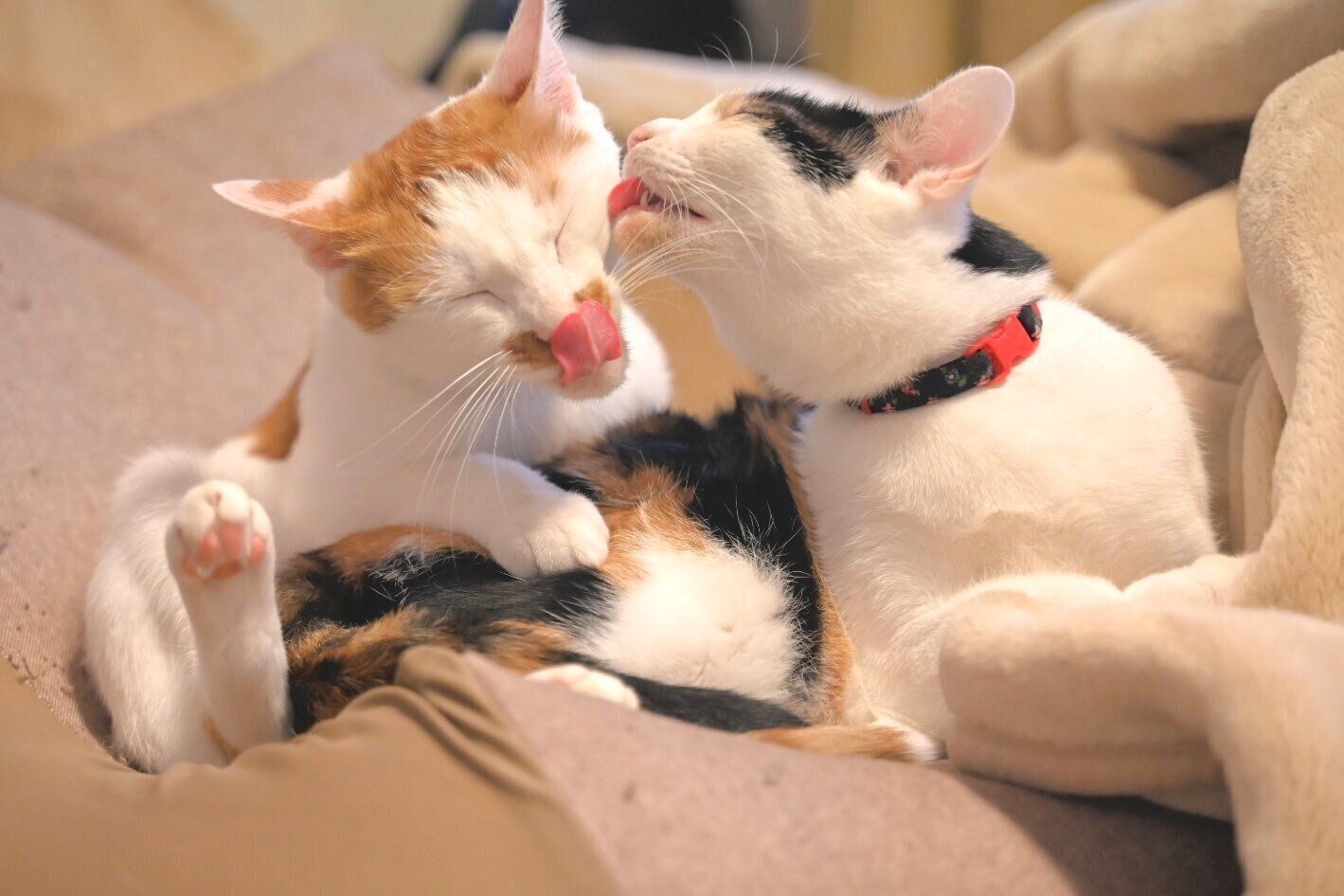 仲良しなポッケくん、ニケちゃん