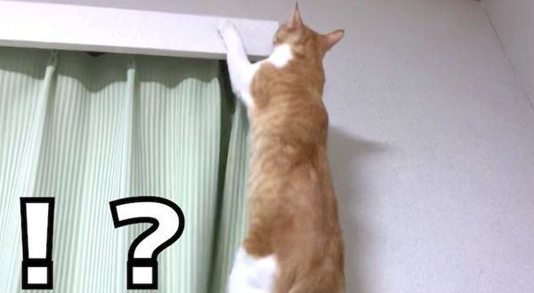 ジャンプする猫