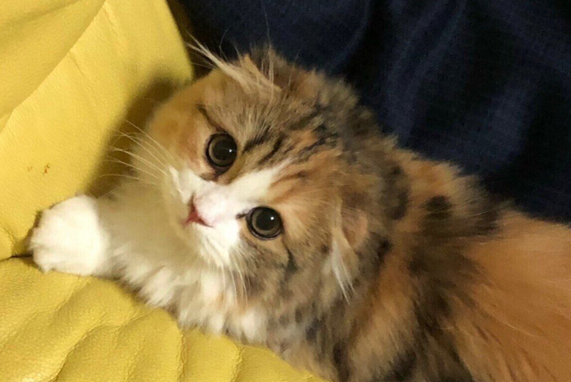 生後4カ月のスコティッシュフォールド