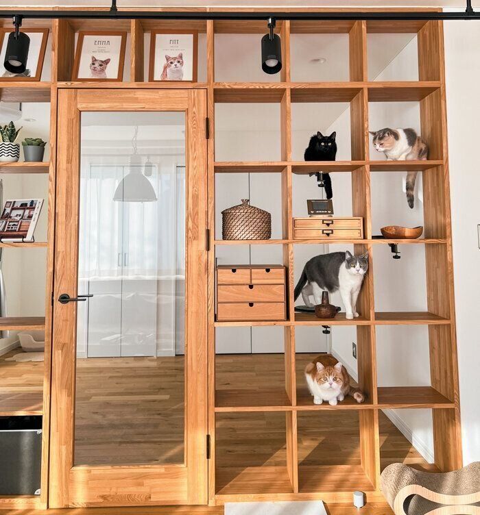 大きな棚を上る4匹の猫