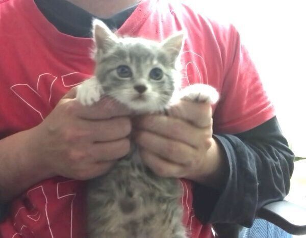 保護された子猫