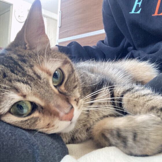 甘えるマンチカン