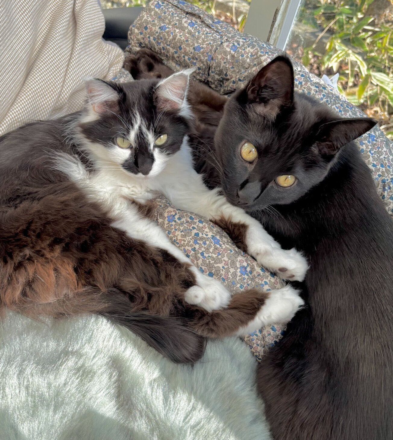 くっつくあわせちゃん、ひとえちゃん