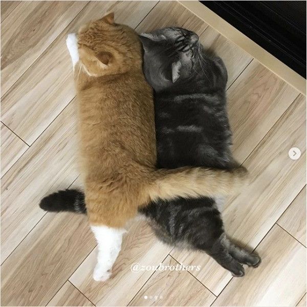 背中合わせの仲良しニャンズ