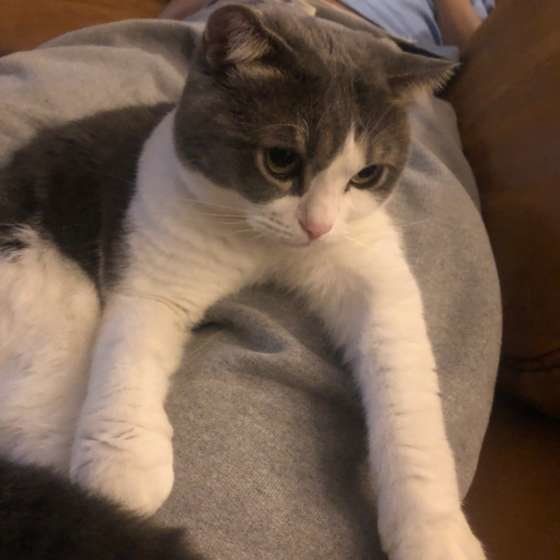 くつろぐダダくん