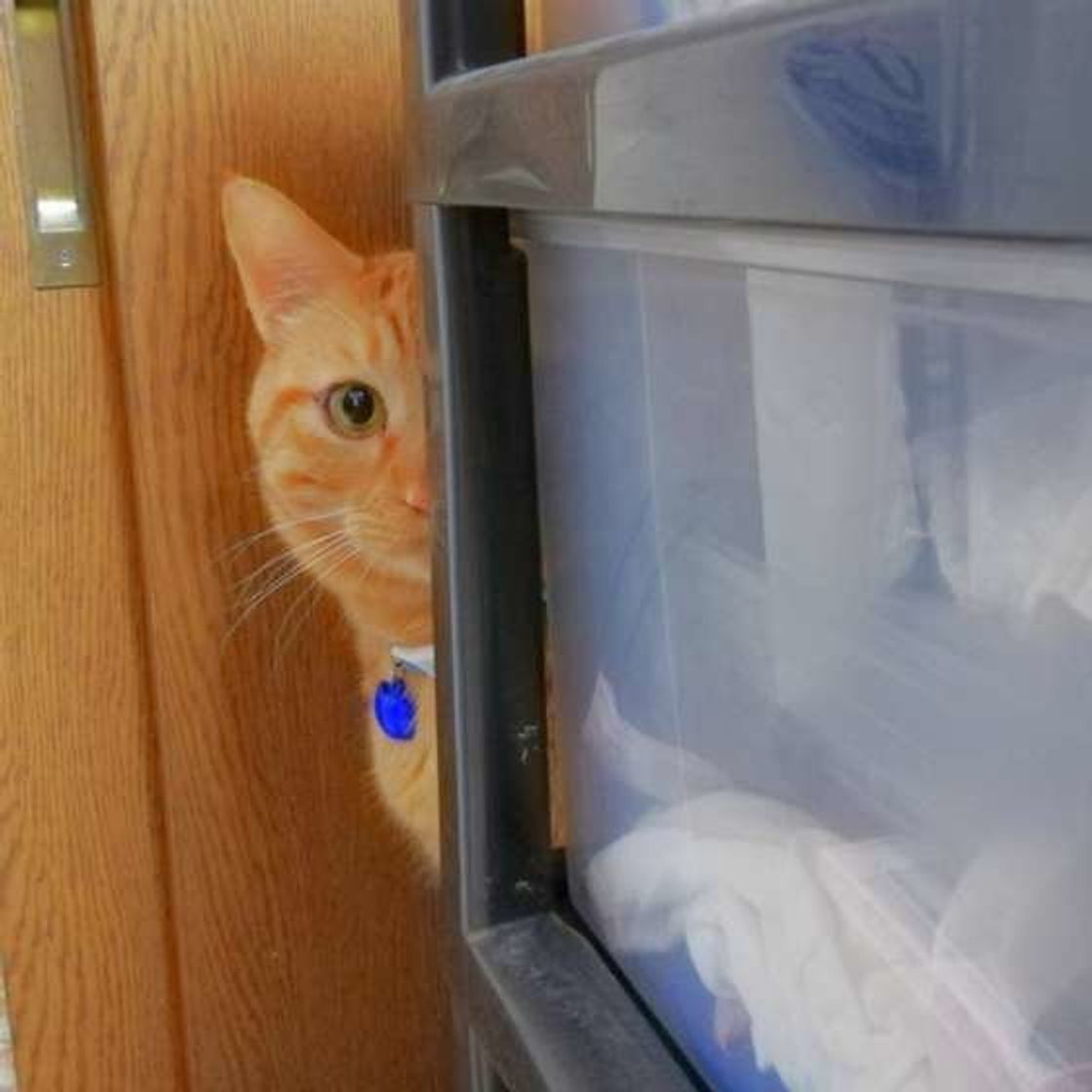 隙間や物陰からなにやら視線が 猫が飼い主さんのことを覗き見するワケ ねこのきもちweb Magazine 隙間や物陰からなにやら視線が 猫が飼い主さんのことを覗き見するワケ ねこのきもちweb Magazine