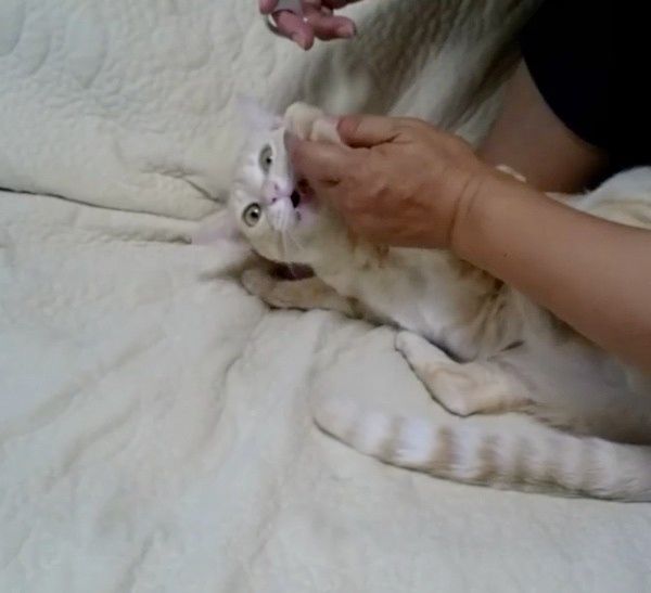 爪切りが嫌いな猫