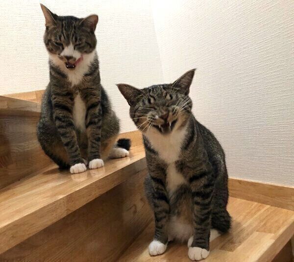 ちゃむのすけくん、まるきちくん