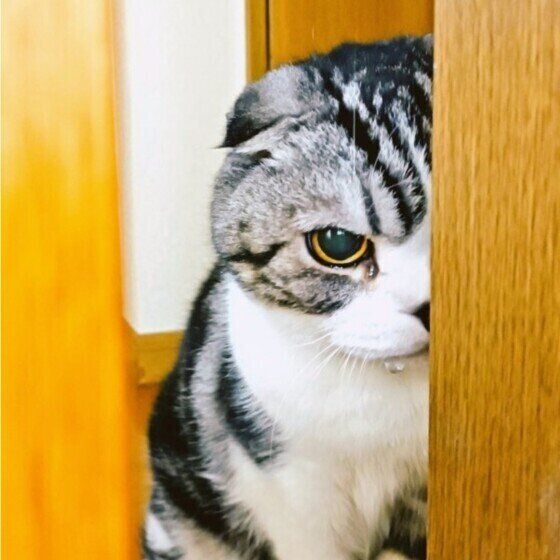 スコティッシュフォールドのおはぎ君