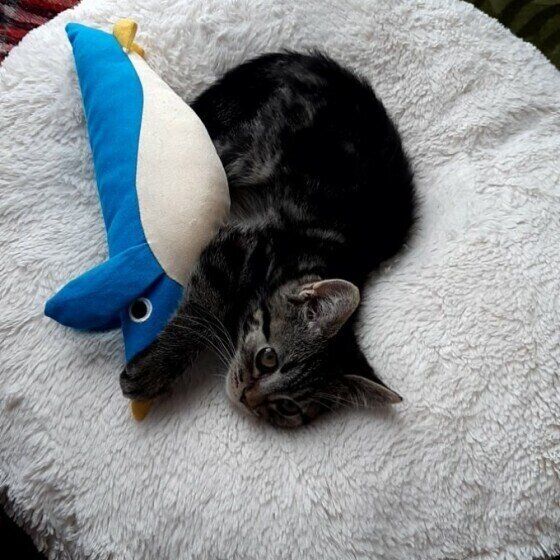 ペンギンのぬいぐるみとマンチカン