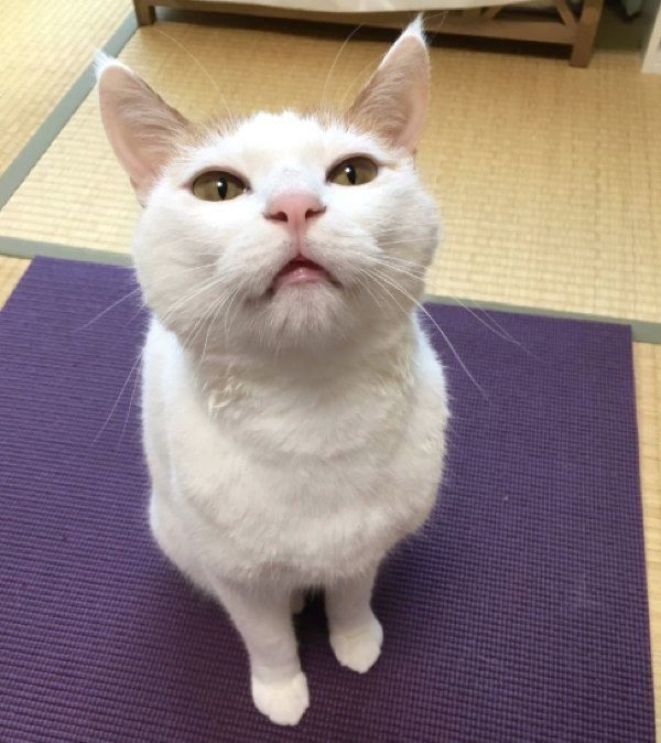 薄っすら口を開ける猫