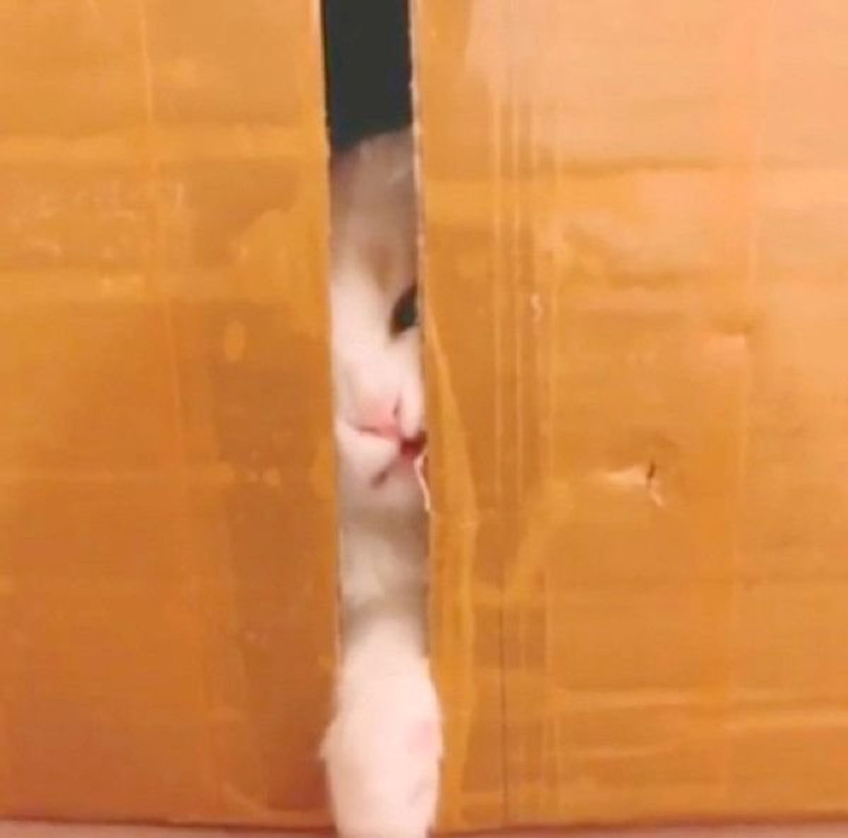 ダンボールに閉じ込められた猫 スキマから見せた顔 がすごい ねこのきもちweb Magazine ダンボールに閉じ込められた猫 スキマから見せた顔 がすごい ねこのきもちweb Magazine