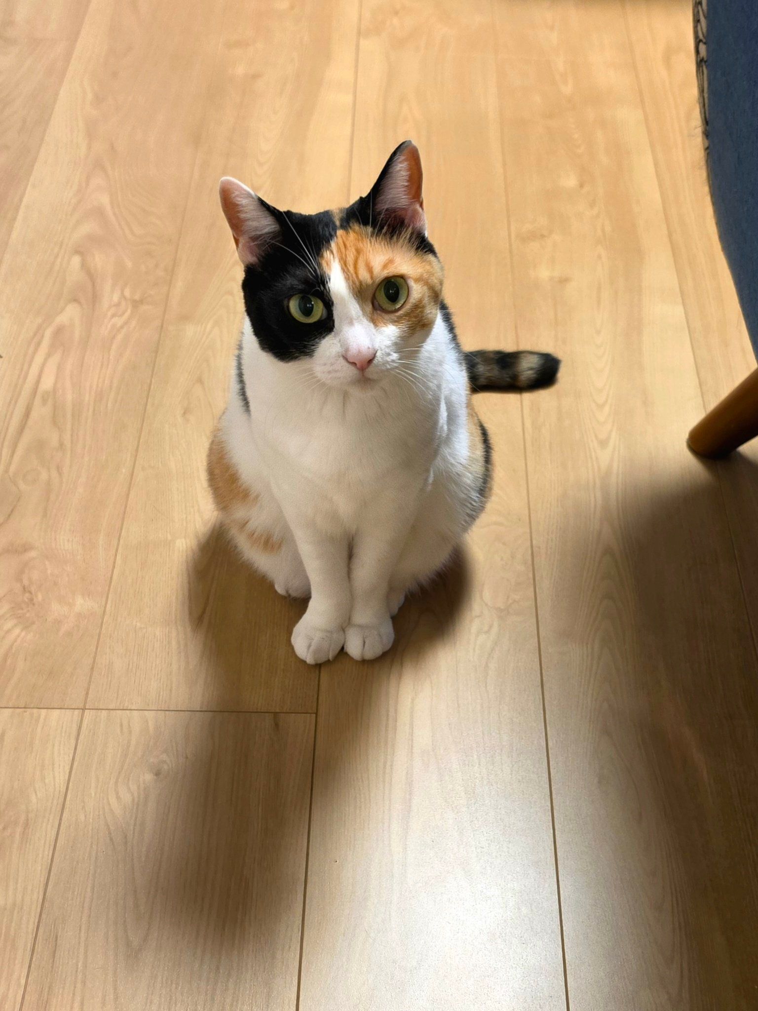 飼い主を見上げる猫