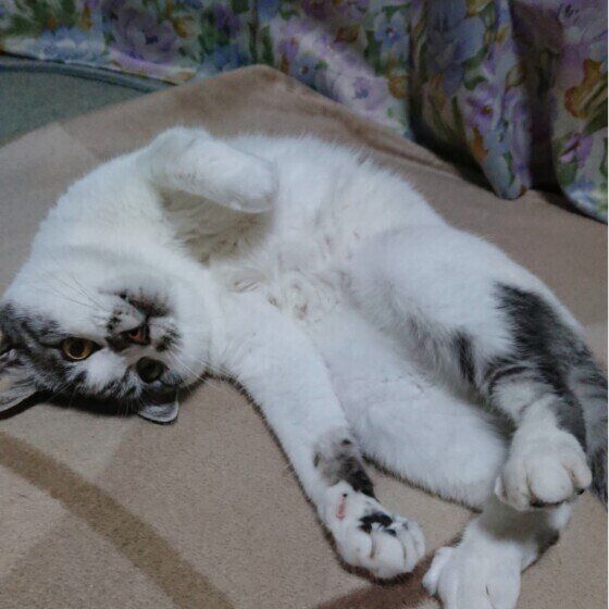 寝転がっているサバトラ