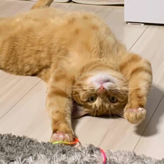 仰向けになる猫