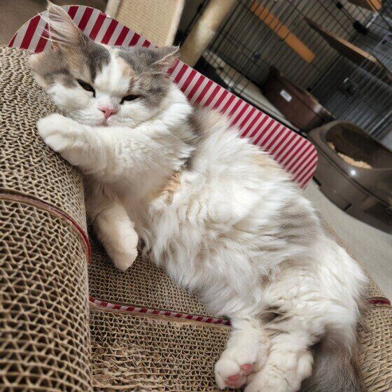 ミヌエットのラテちゃん