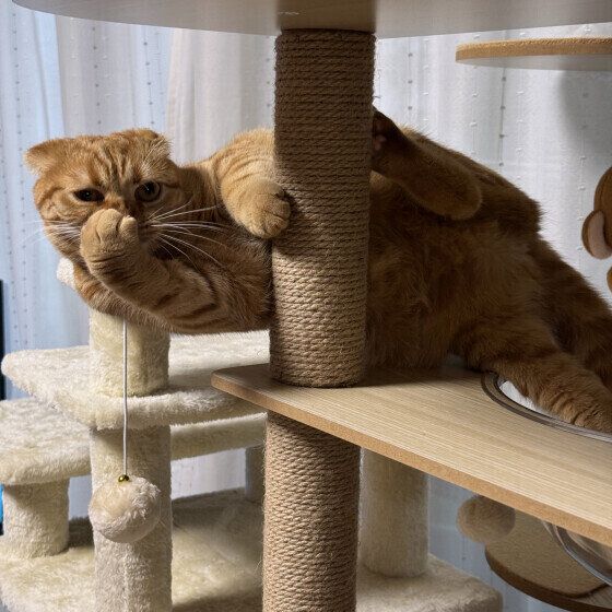 猫タワーでポーズをとるスコティッシュフォールド