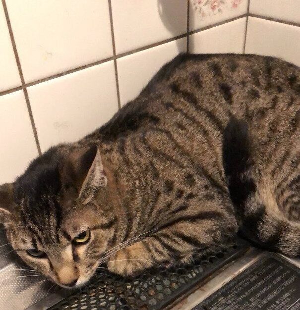 お迎え当日、推定1才の猫