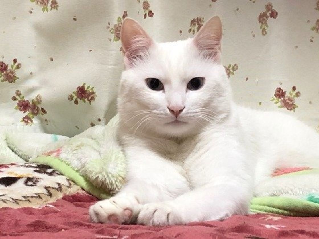 猫はこたつで丸くなる の真実 飼い主さんに調査した結果 ねこのきもちweb Magazine 猫はこたつで丸くなる の真実 飼い主さんに調査した結果 ねこのきもちweb Magazine