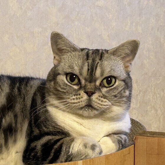 スコティッシュフォールドのてんまりちゃん　11才