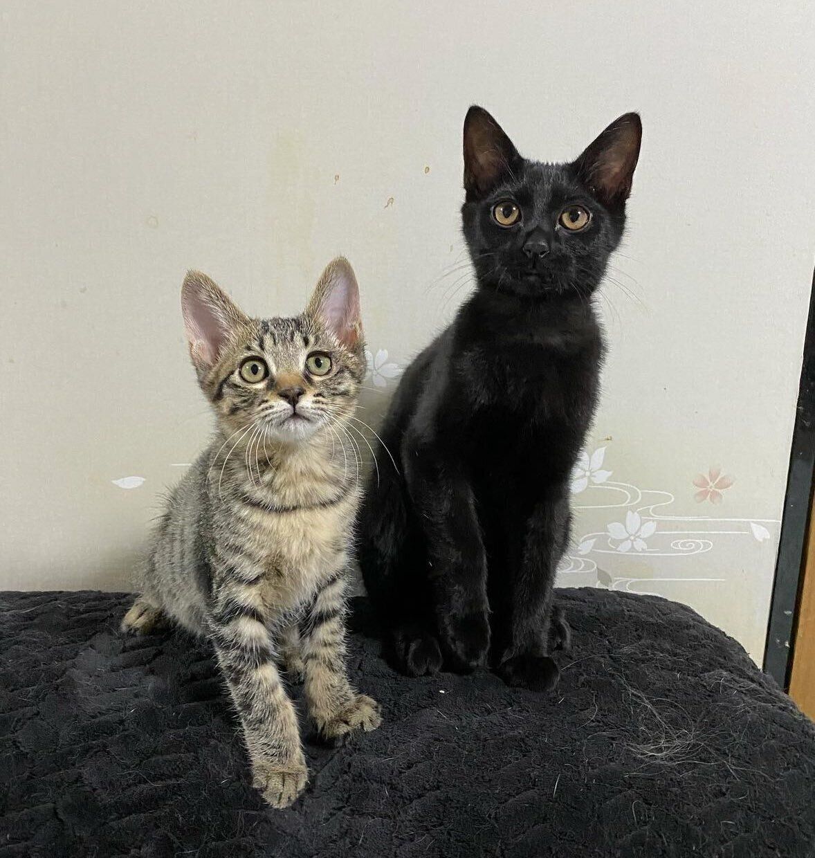 子猫時代のショビくん（写真左）とロピくん（写真右）