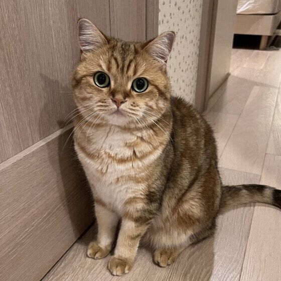 ブリティッシュショートヘアのおねだり