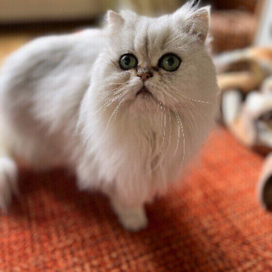 うえを向いているペルシャ