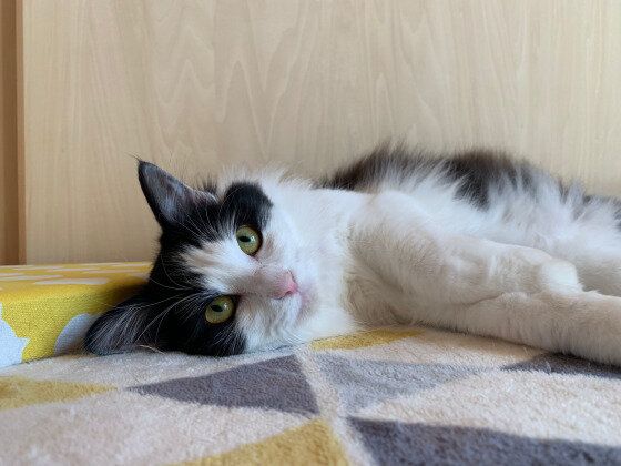 猫のもふちゃん