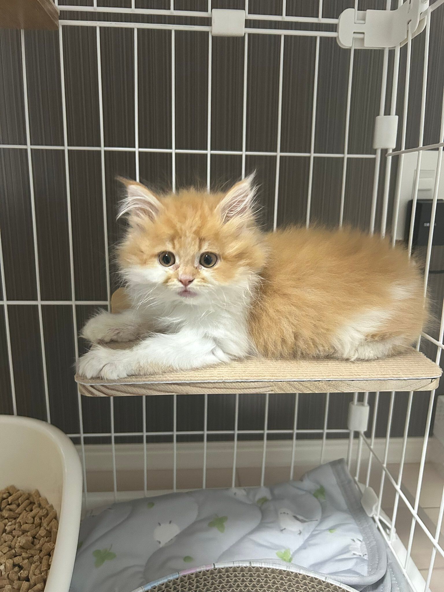 生後2カ月のサイベリアンの子猫