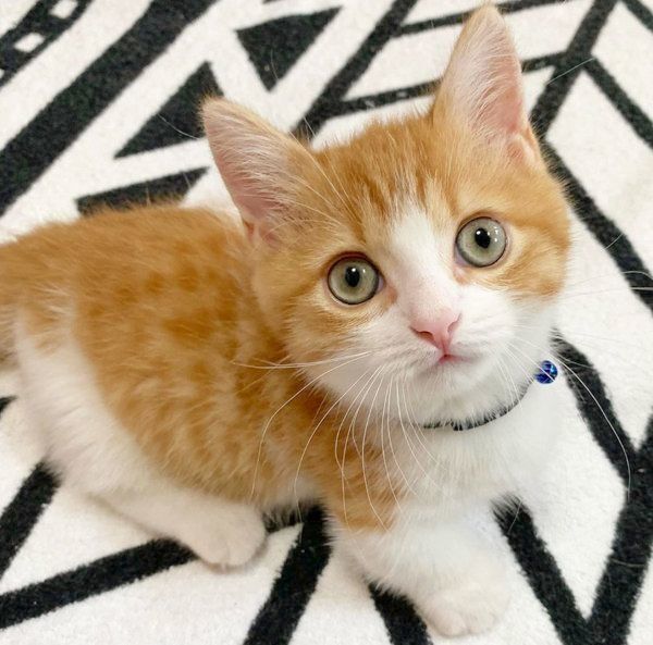 見つめる茶太くん