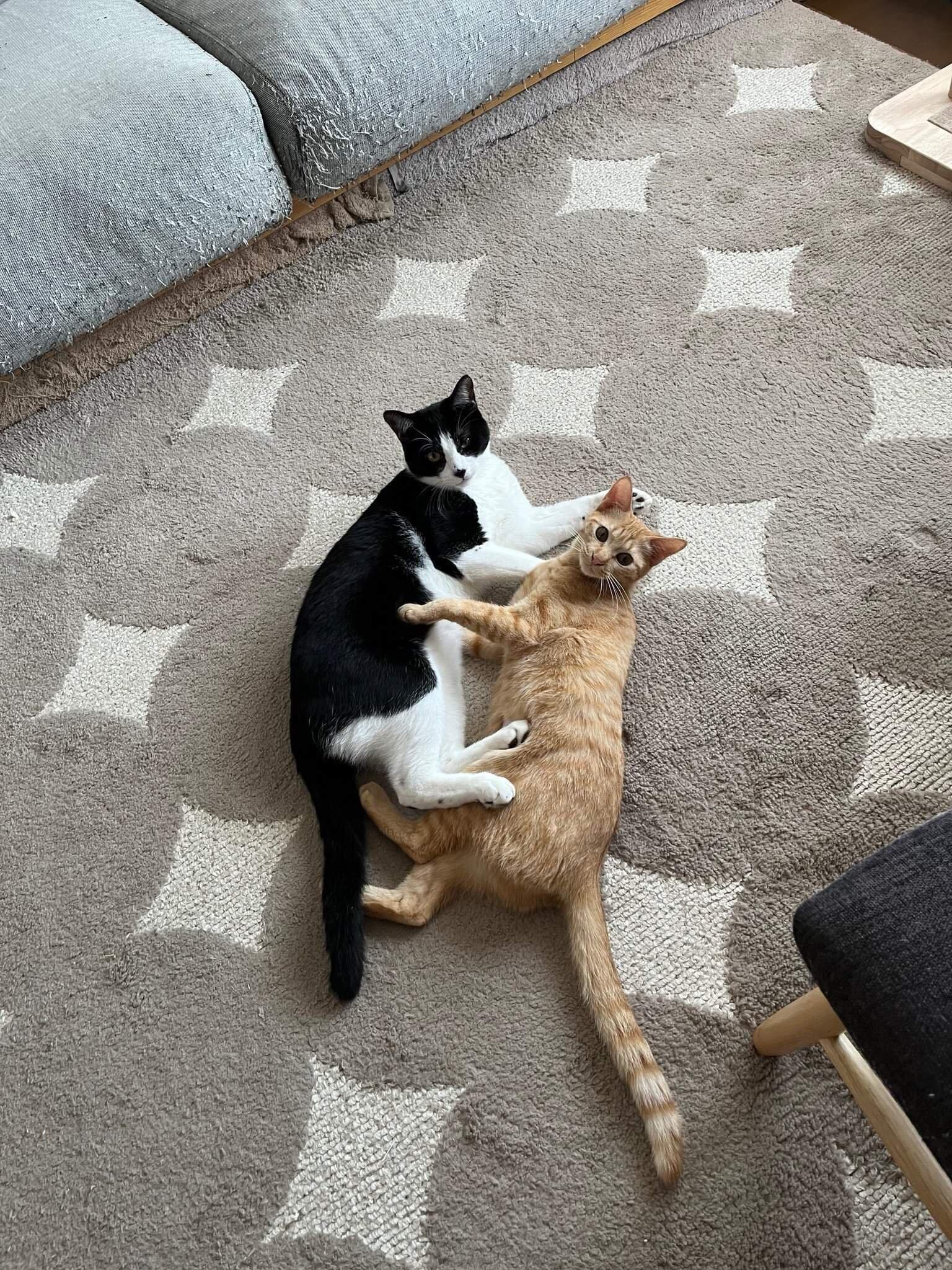 仲良く遊ぶ2匹の猫