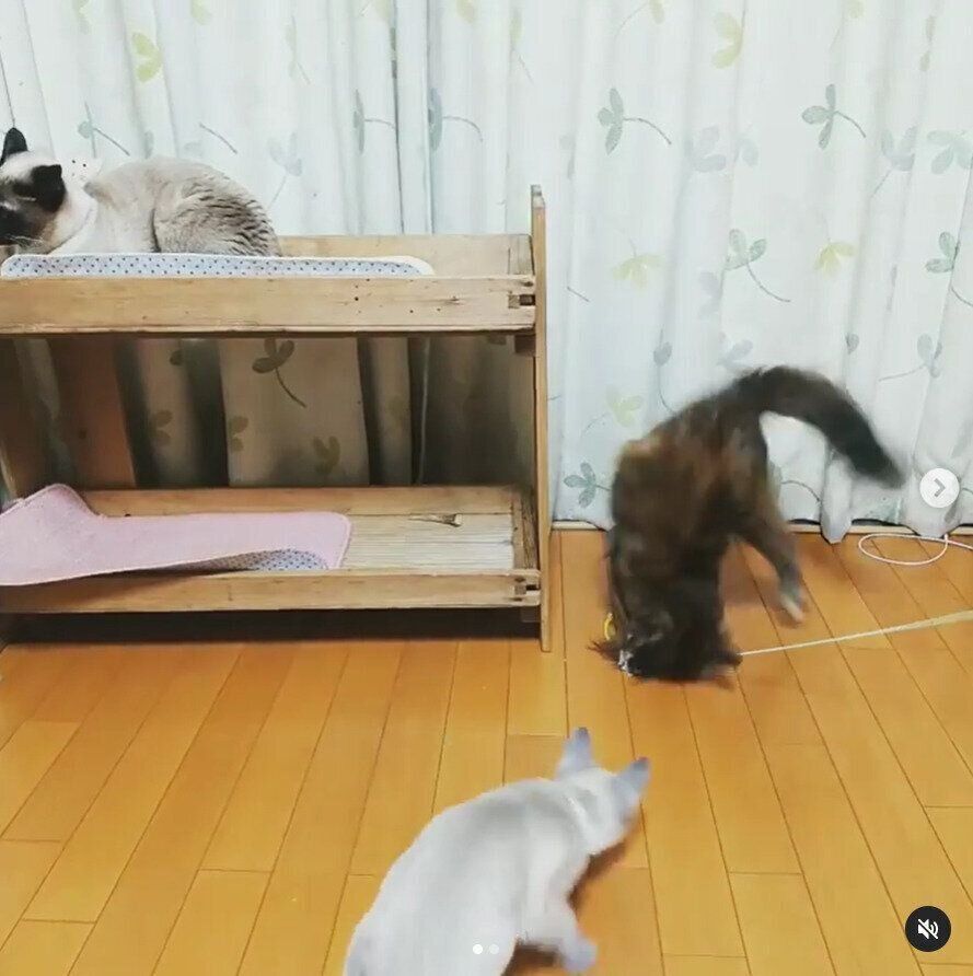 おもちゃで遊ぶ猫たち