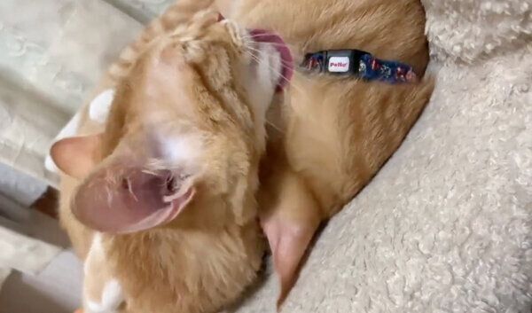 毛づくろい」し合う兄弟猫が微笑ましい！ 相手を念入りに毛づ