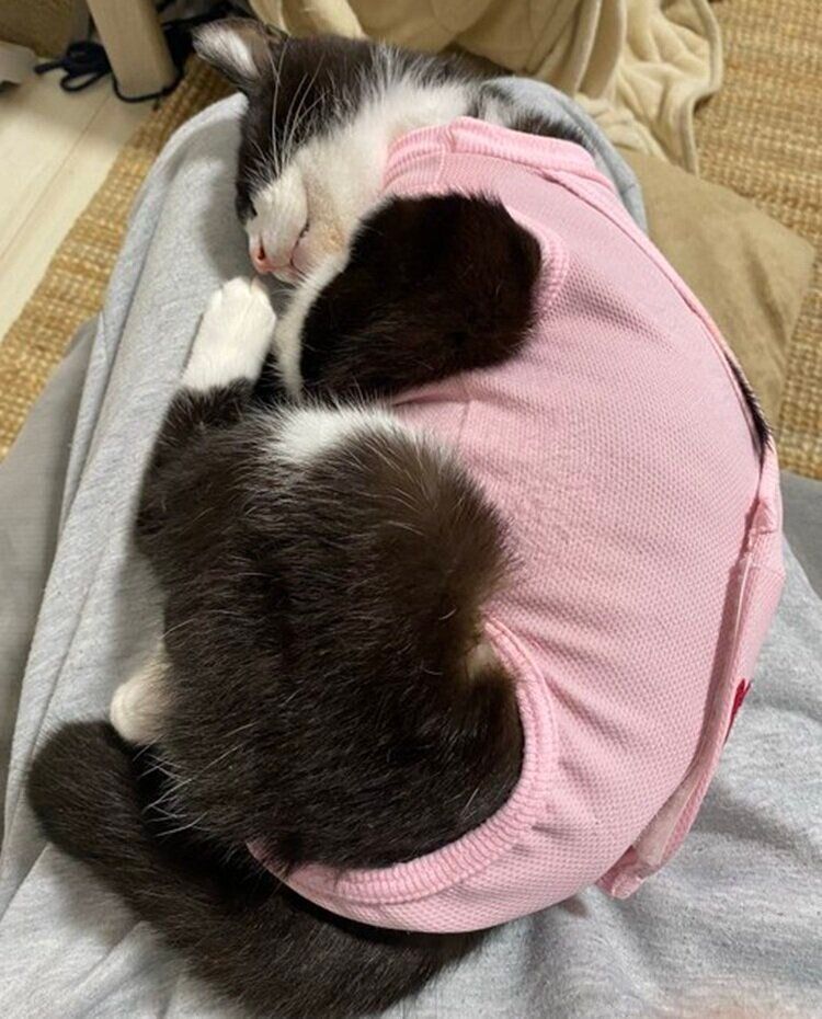 退院したばかりの頃のシノスケくん