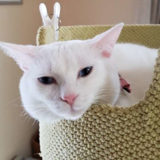 猫ベッドにいる白猫のマリー