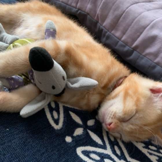 ぬいぐるみを持って寝ている子猫のまめ