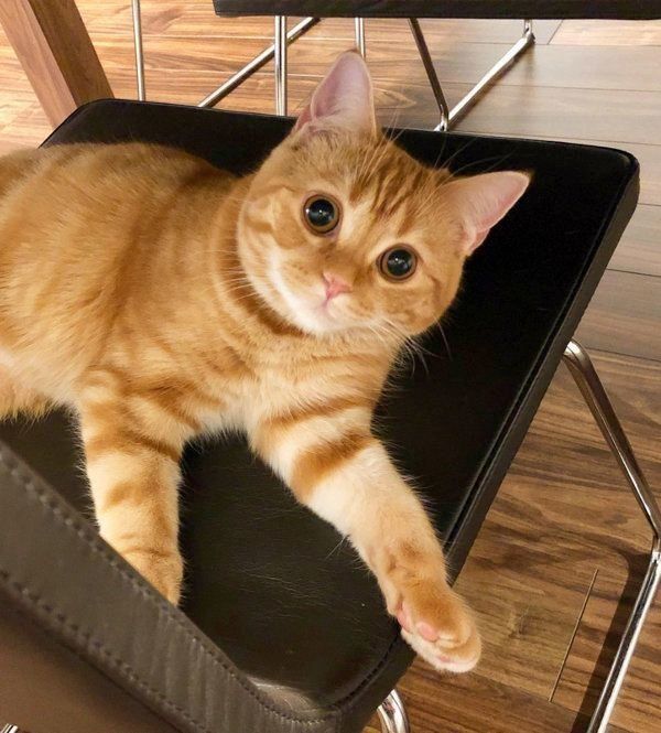 茶トラのhanaちゃん