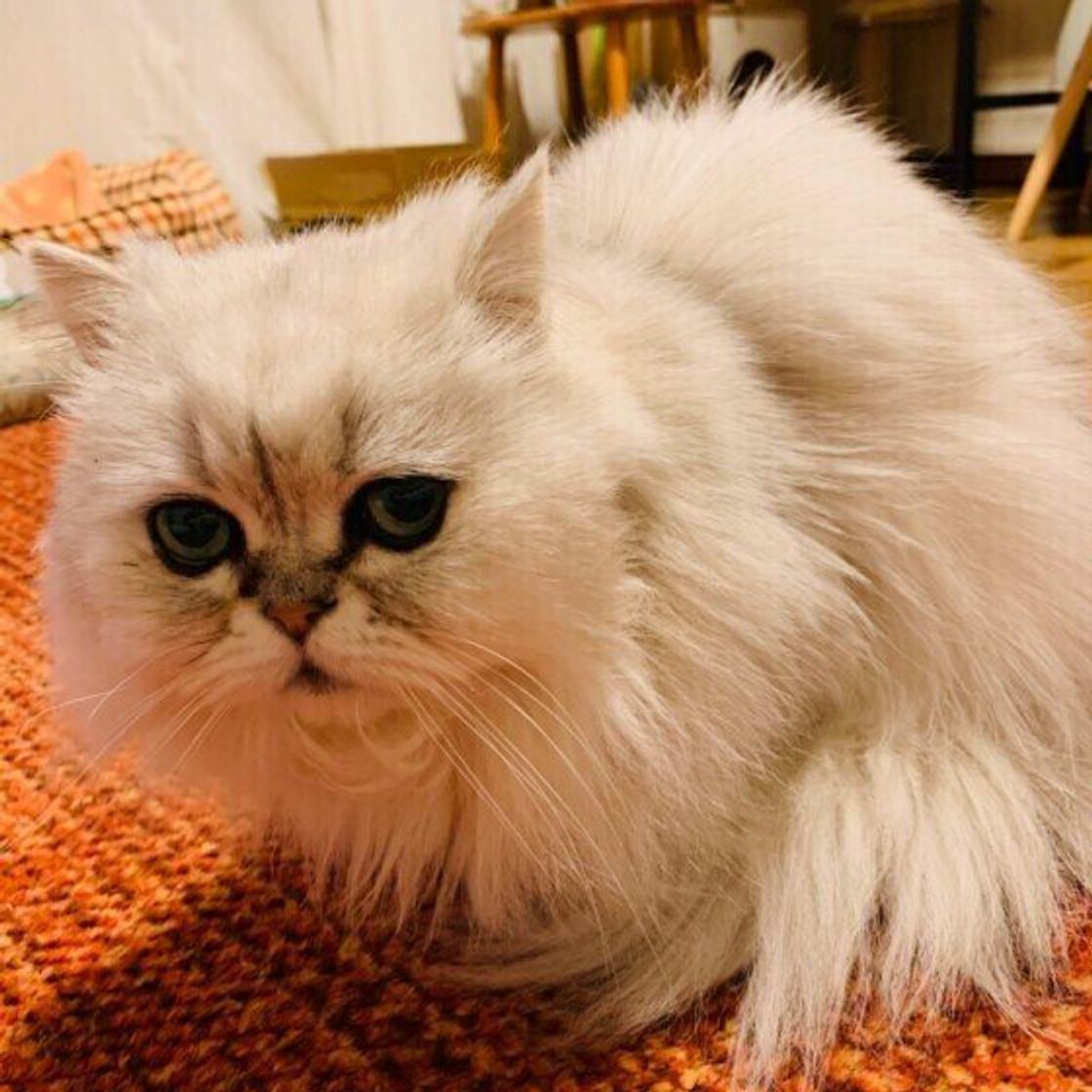 ペルシャの特徴と性格 飼い方 価格相場など 猫図鑑 ねこのきもちweb Magazine ペルシャの特徴と性格 飼い方 価格相場など 猫図鑑 ねこのきもちweb Magazine