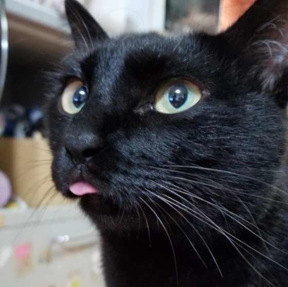 舌が出ている猫