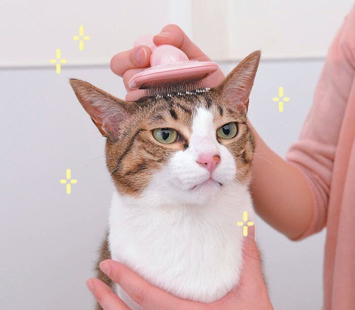 スリッカーでブラッシング