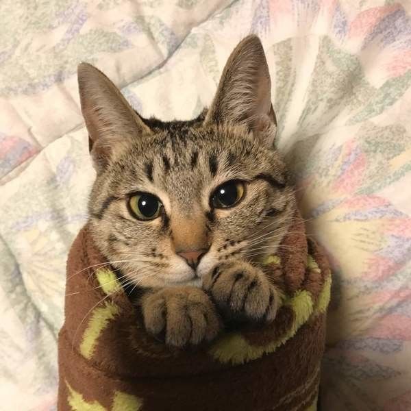 目薬をさすためタオルに巻かれたMIXキジトラ