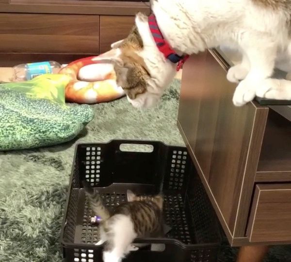 先輩猫に動じない子猫