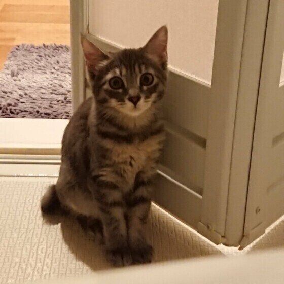 MIXのあずきちゃん