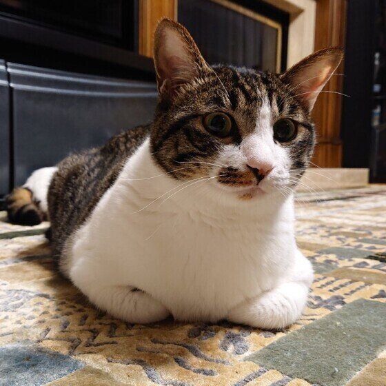 香箱座りのふくちゃん（MIX）