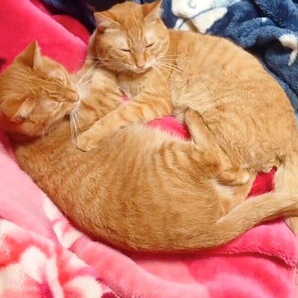 抱き合ってまったりするゆずりくん、めぐりくん