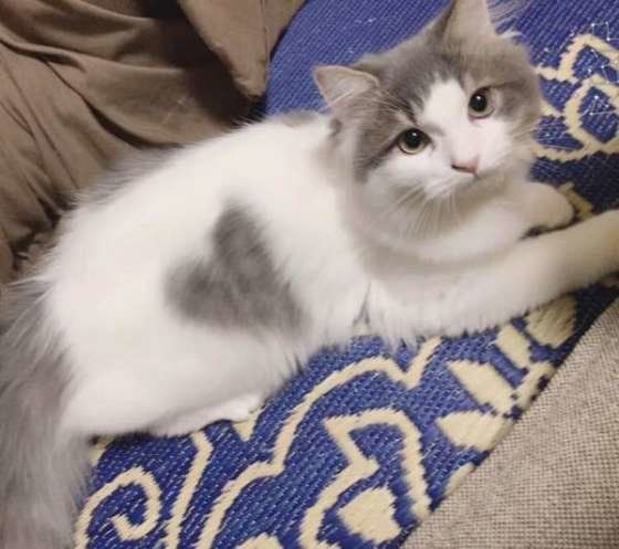 寝そべるスコティッシュフォールド・ロングヘア