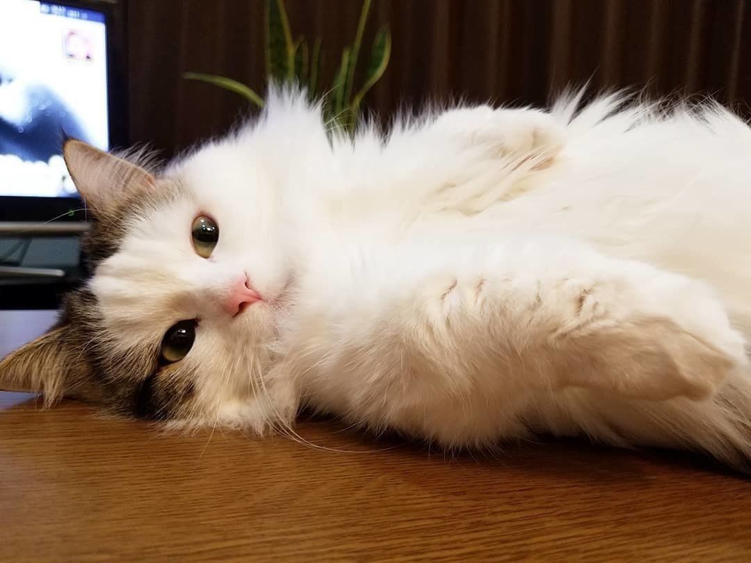 見つめるマンチカン