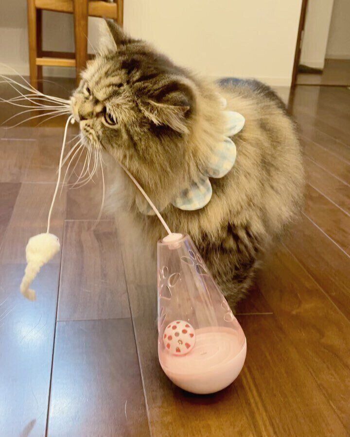 レンくん・はるくん・雪ちゃん・フクくん