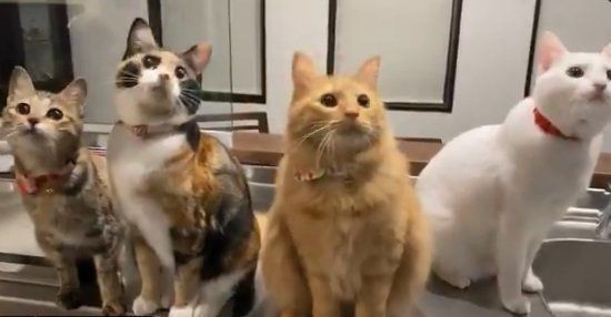 シンクロダンスする猫たち