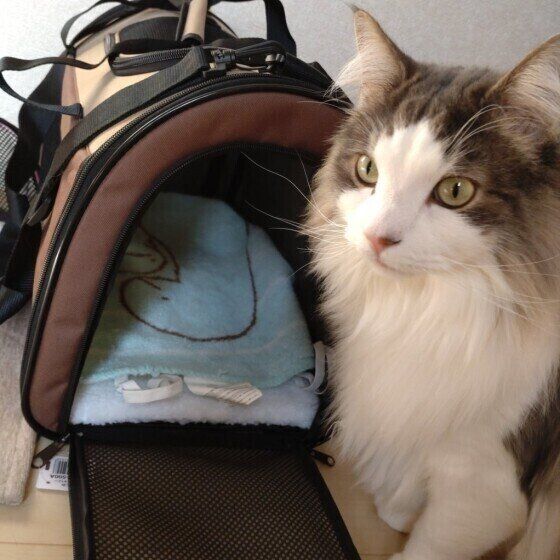 ノルウェージャンフォレストキャットの凪々翔（ななと）くん♪